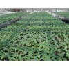 濰坊甜瓜種苗買賣價格_尋求甜瓜種子