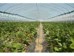 uk，新型智能溫室大棚建設，連棟薄