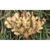 大姜合作社專業(yè)批發(fā)生姜種子——山西生姜種子