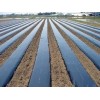 地膜供應商-要買優(yōu)惠的農(nóng)用地膜，齊環(huán)塑料是不二選擇