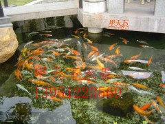 南京市單位園區(qū)錦鯉魚池水過濾循環(huán)