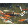 西安市庭院景觀魚池水凈化 過濾 增氧一體化系統(tǒng)