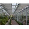 哪兒有比較好的山東智能溫室建設-智能溫室建造