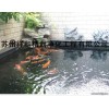 上海市專業解決室外景觀魚池水發綠，給你一個美好的環境