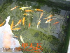 徐州市花園魚池水過濾技術