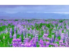 2021華南深圳工博會